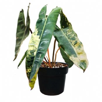 Philodendron billietiae (variegated)