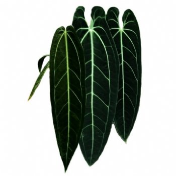 Anthurium warocqueanum ‘Dark Form’