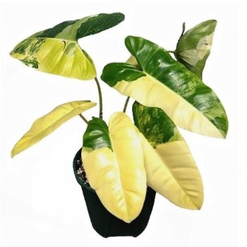 Philodendron ‘Imbe Burle Marx variegated’